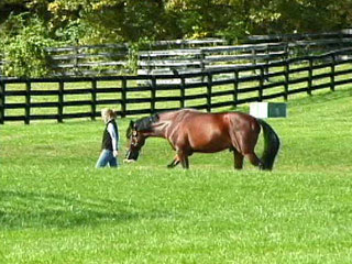north salem ny horse